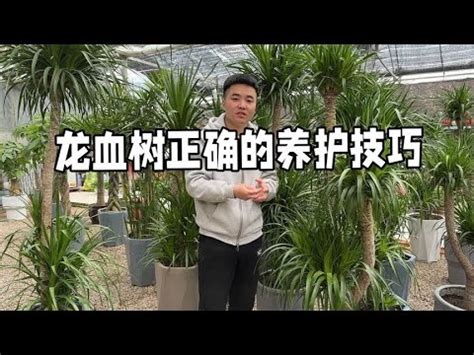 龍血樹品種|【龍血樹品種】龍血樹的秘密：探討龍血樹品種的養護指南！